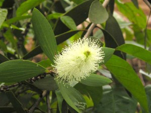 tinh dầu tràm gió